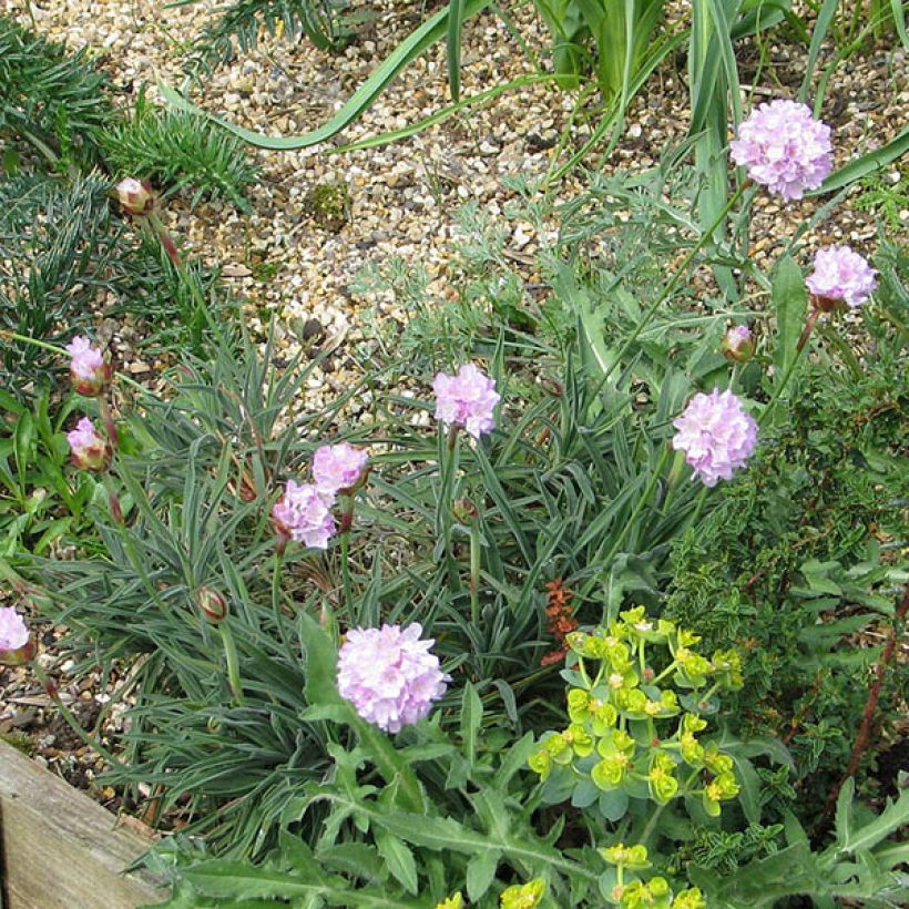 Armeria welwitschii - Engels gras (Groeiplaats)