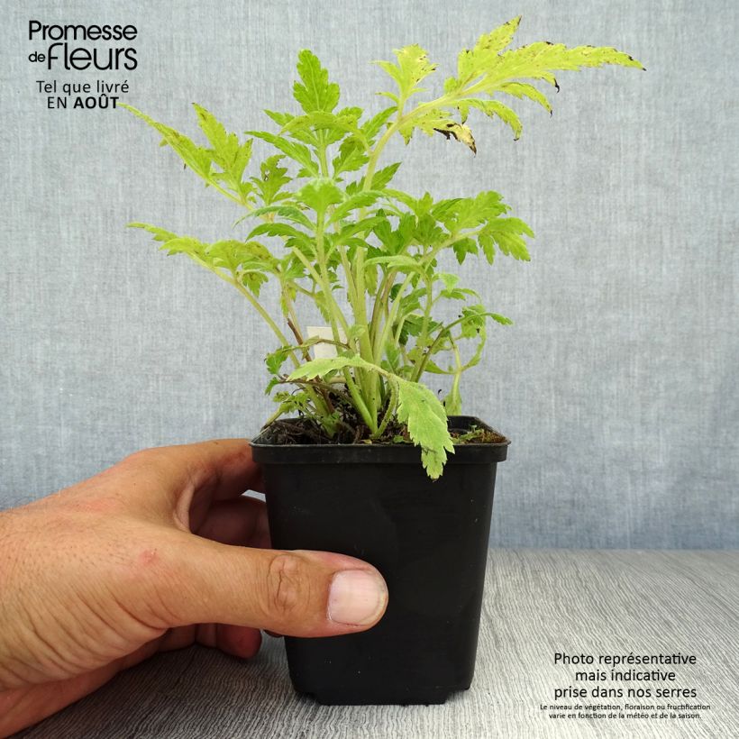 Exemplaar van Artemisia lactiflora - Witte bijvoet Kweekpotje van 8/9 cm zoals geleverd in de zomer