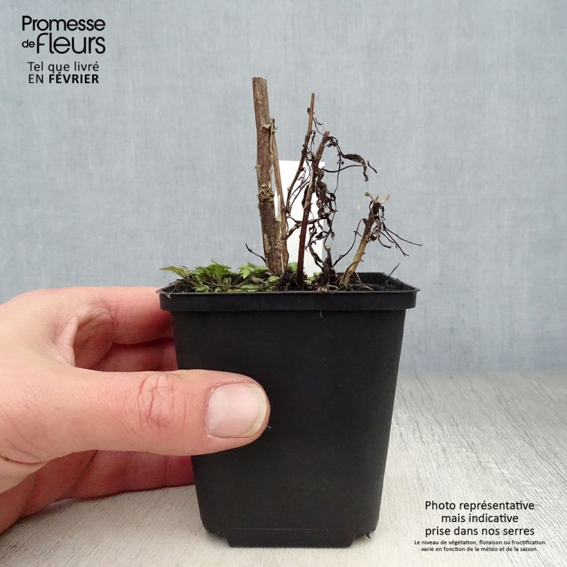 Example of Artemisia lactiflora - Witte bijvoet Kweekpotje van 8/9 cm as you get in hiver