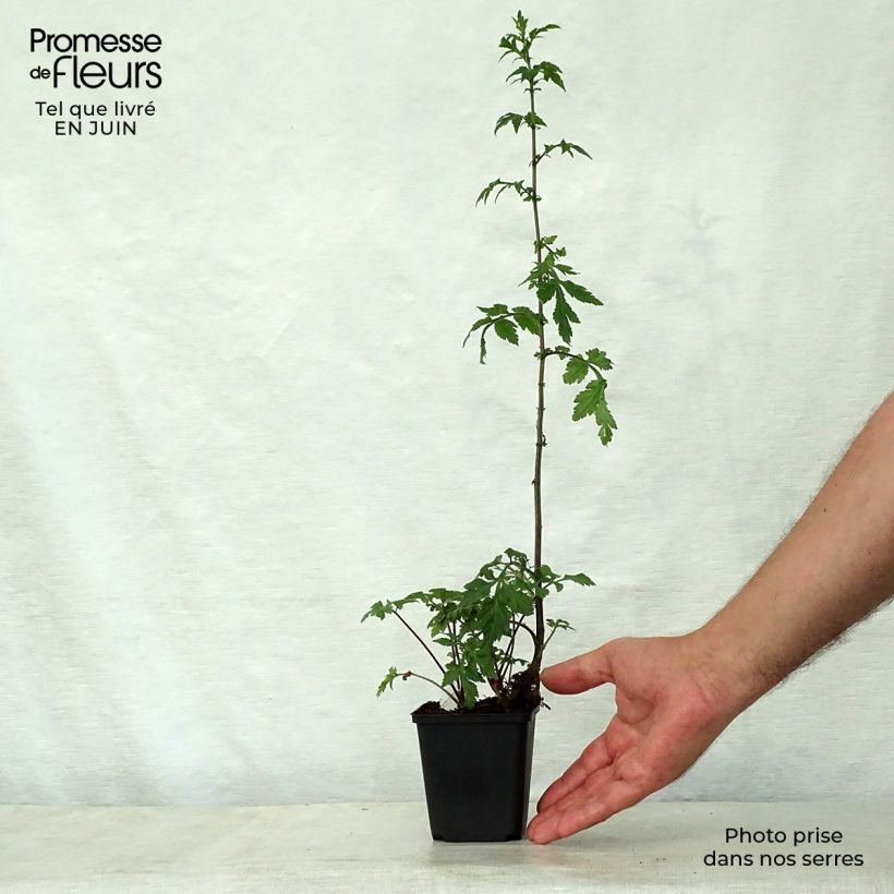 Exemplaar van Artemisia lactiflora Guizhou - Witte bijvoet Kweekpotje van 8/9 cm zoals geleverd in de zomer