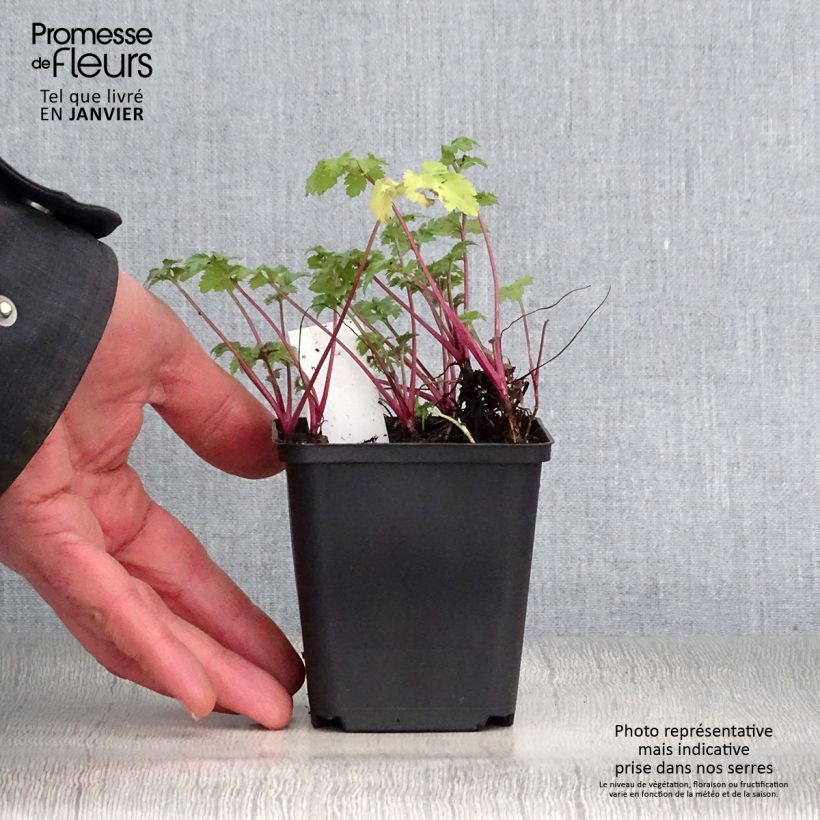 Example of Artemisia lactiflora Guizhou - Witte bijvoet Kweekpotje van 8/9 cm as you get in hiver