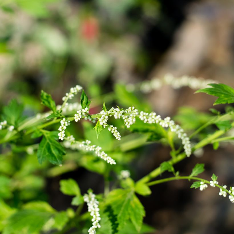 Artemisia lactiflora - Witte bijvoet (Bloei)