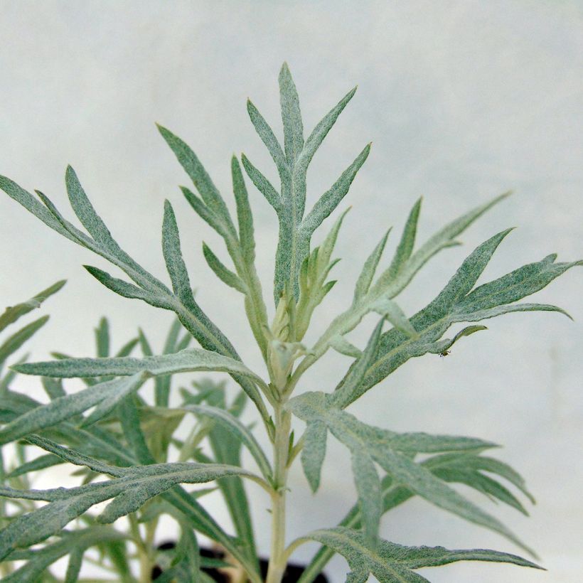 Artemisia ludoviciana Silver Queen - Westerse bijvoet (Foliage)