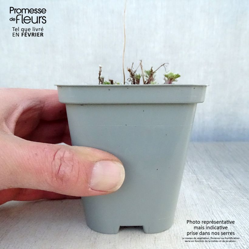 Example of Armoise - Artemisia schmidtiana Nana Kweekpotje van 8/9 cm as you get in hiver