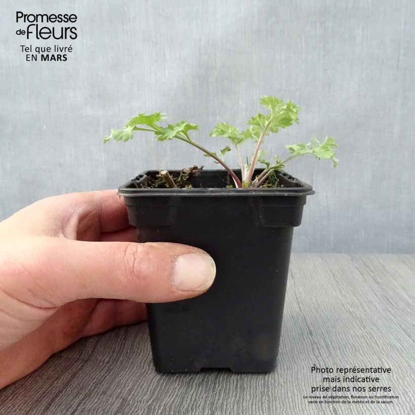 Exemplaar van Bijvoet BIO - Artemisia vulgaris Kweekpotje van 7/8 cm zoals geleverd in de lente