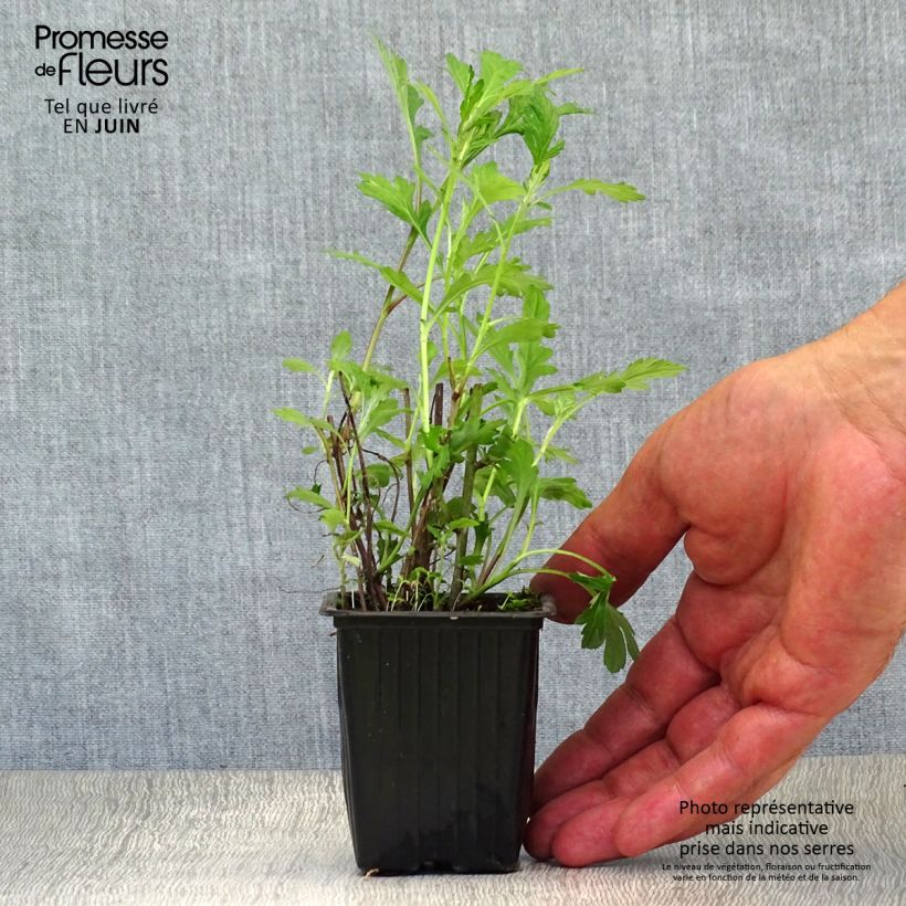 Exemplaar van Bijvoet - Artemisia vulgaris Kweekpotje van 7/8 cm zoals geleverd in de zomer