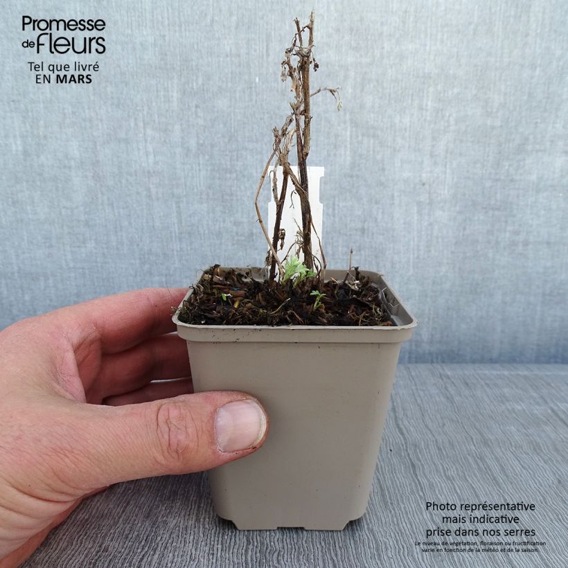 Example of Armoise - Artemisia vulgaris Oriental Limelight Kweekpotje van 8/9 cm as you get in hiver