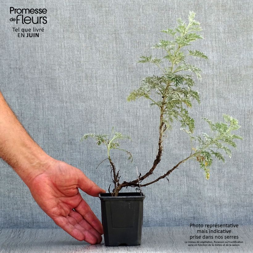 Exemplaar van Artemisia arborescens Powis Castle - Alsem Kweekpotje van 8/9 cm zoals geleverd in de zomer