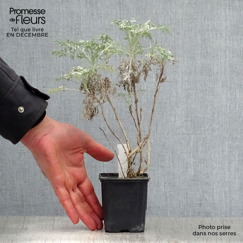 Example of Artemisia arborescens Powis Castle - Alsem Kweekpotje van 8/9 cm as you get in hiver
