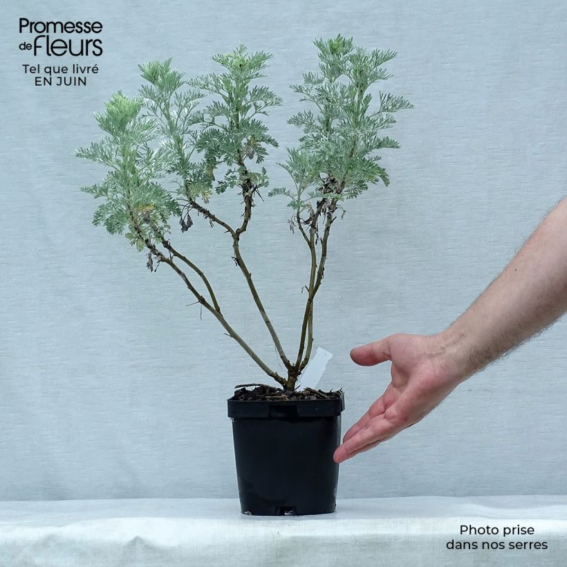 Exemplaar van Artemisia arborescens Powis Castle - Alsem Pot van 2 l/3 l zoals geleverd in de zomer