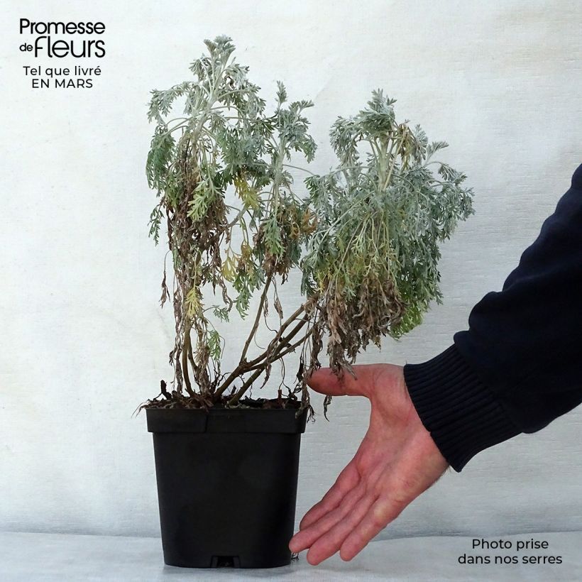 Exemplaar van Artemisia arborescens Powis Castle - Alsem Pot van 2 l/3 l zoals geleverd in de lente
