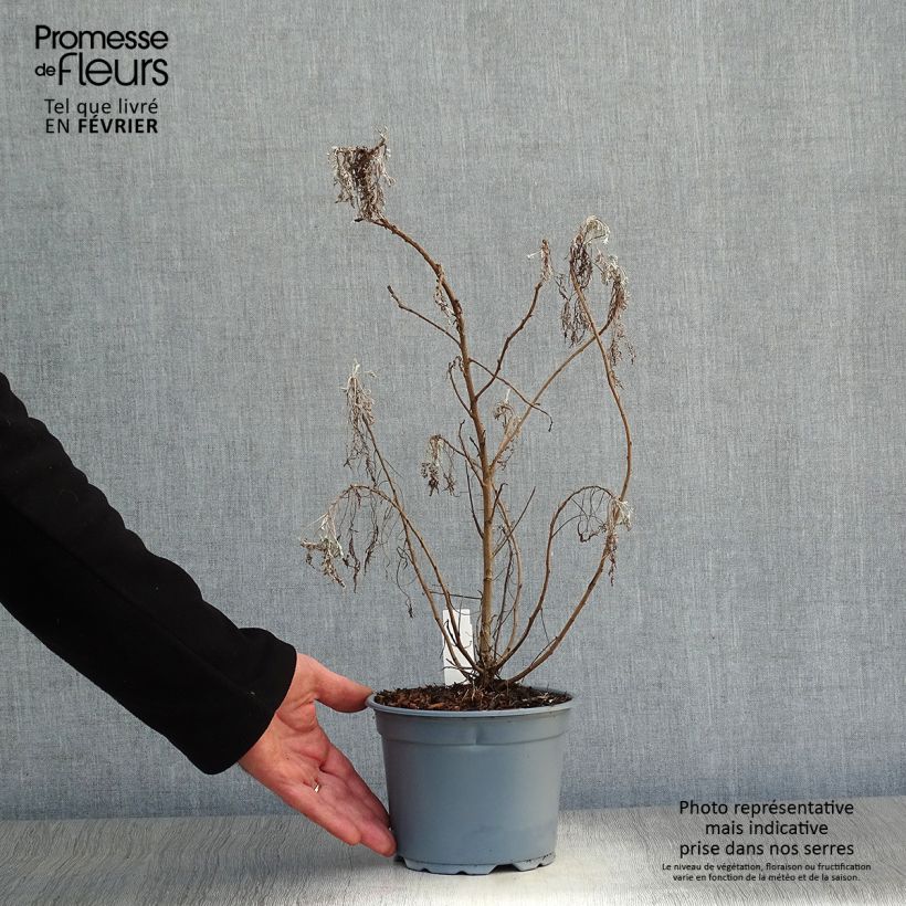 Example of Artemisia arborescens Powis Castle - Alsem Pot van 2 l/3 l as you get in hiver