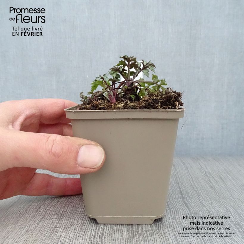 Example of Armoise chinoise Jim Russel - Artemisia lactiflora Kweekpotje van 8/9 cm as you get in hiver