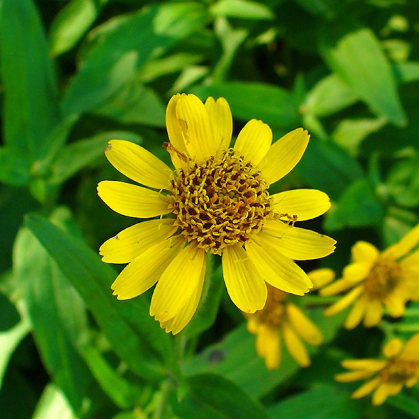 Arnica chamissonis - Valkruid (Bloei)