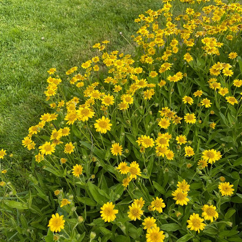 Arnica chamissonis - Valkruid (Groeiplaats)