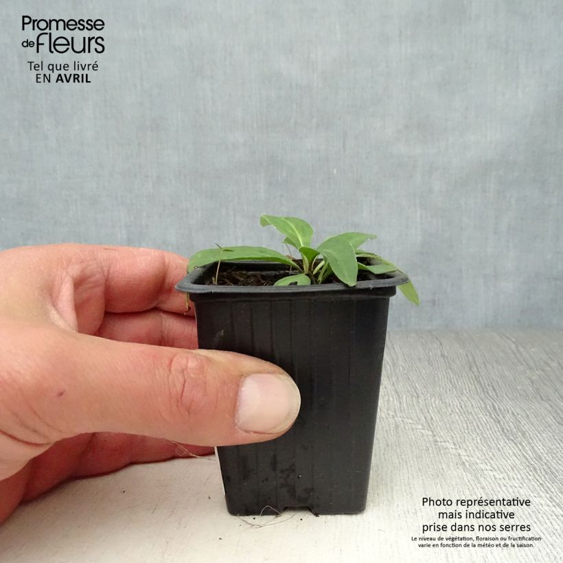 Exemplaar van Valkruid BIO - Arnica montana Kweekpotje van 7/8 cm zoals geleverd in de lente