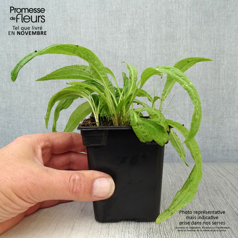 Exemplaar van Valkruid BIO - Arnica montana Kweekpotje van 7/8 cm zoals geleverd in de herfst