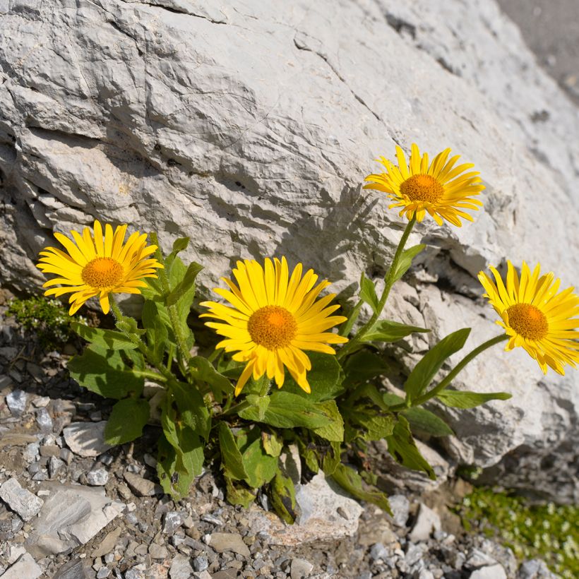 Valkruid BIO - Arnica montana (Groeiplaats)