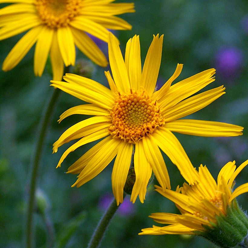 Valkruid - Arnica montana (zaden) (Bloei)