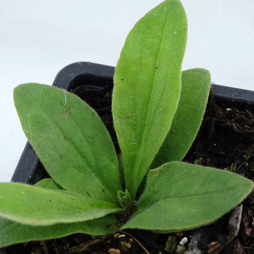 Valkruid - Arnica montana (Blad)