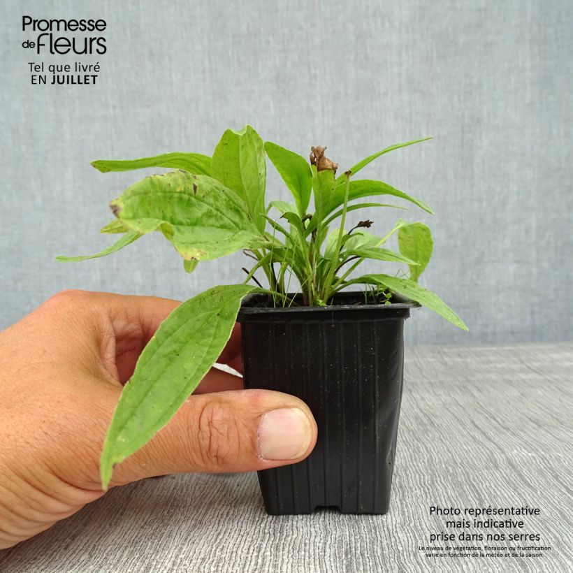 Exemplaar van Arnica montana - Plantain des Alpes Godet de 8/9 cm zoals geleverd in de zomer