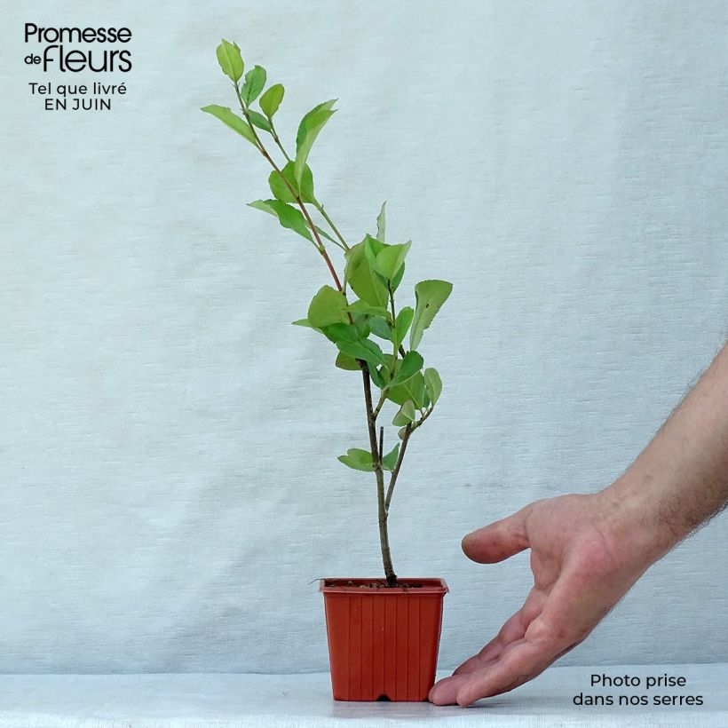 Exemplaar van Aronia arbutifolia Brilliant - Appelbes Kweekpotje van 8/9 cm zoals geleverd in de zomer