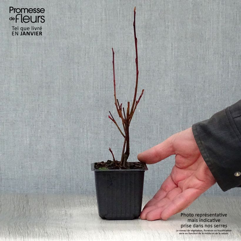 Example of Aronia arbutifolia Brilliant - Appelbes Kweekpotje van 8/9 cm as you get in hiver