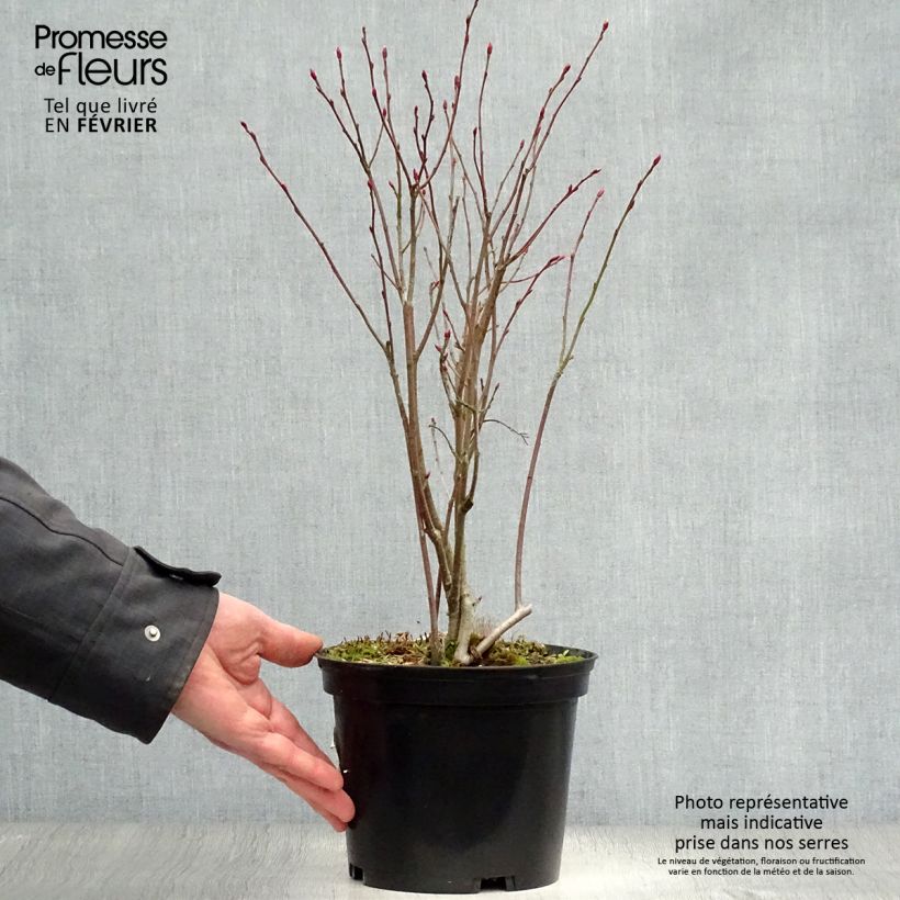 Example of Aronia arbutifolia Brilliant - Appelbes Pot van 2 l/3 l as you get in hiver