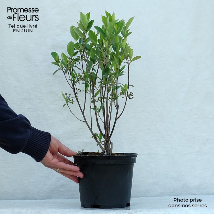 Exemplaar van Aronia arbutifolia Brilliant - Appelbes Pot van 2 l/3 l zoals geleverd in de zomer