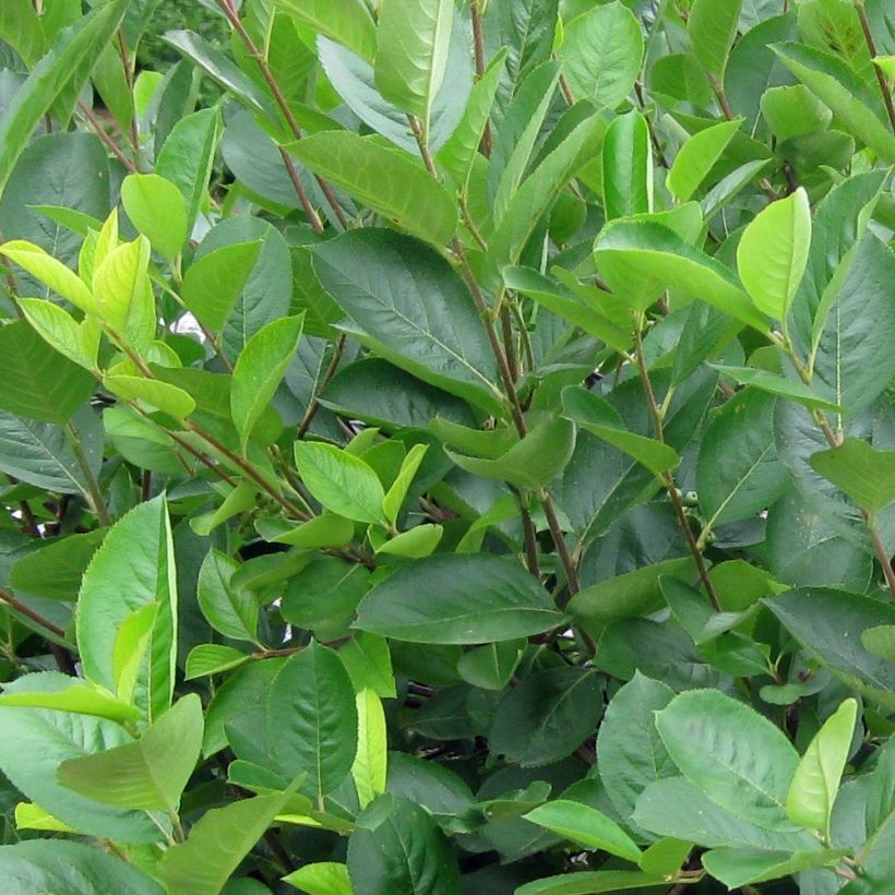 Aronia melanocarpa - Zwarte appelbes (Foliage)