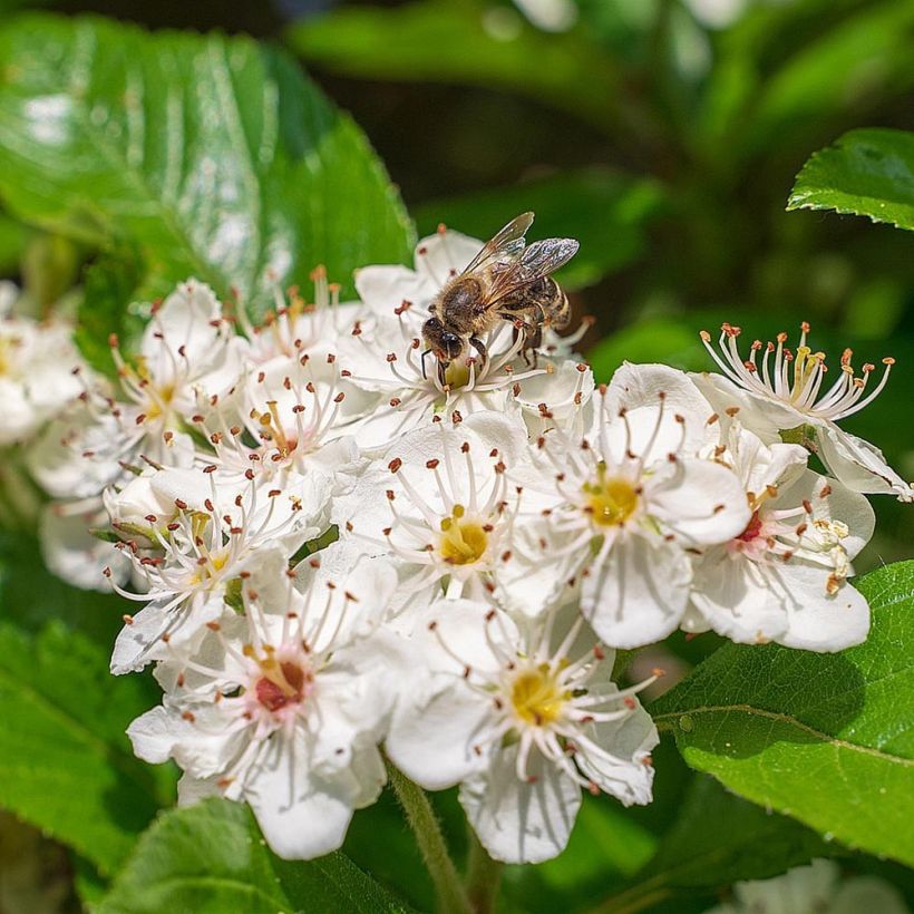 Aronia melanocarpa - Zwarte appelbes (Flowering)