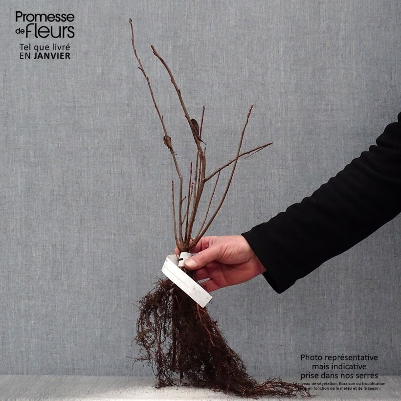 Example of Aronia melanocarpa - Zwarte appelbes Naakte wortel as you get in hiver