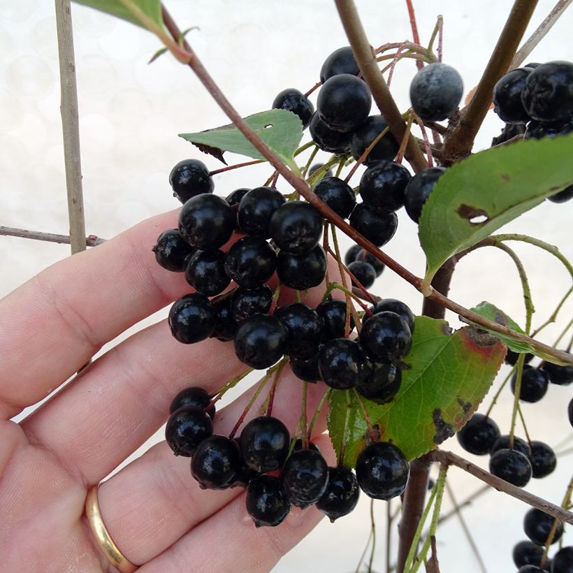 Aronia melanocarpa Autumn Magic - Zwarte appelbes (Harvest)