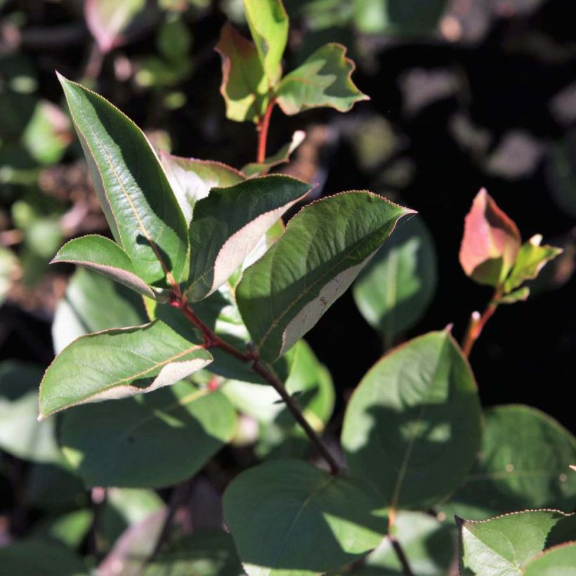 Aronia melanocarpa Autumn Magic - Zwarte appelbes (Foliage)