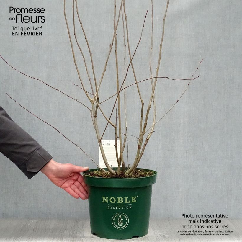 Example of Aronia melanocarpa Autumn Magic - Zwarte appelbes Pot van 7,5 l/10 l as you get in hiver