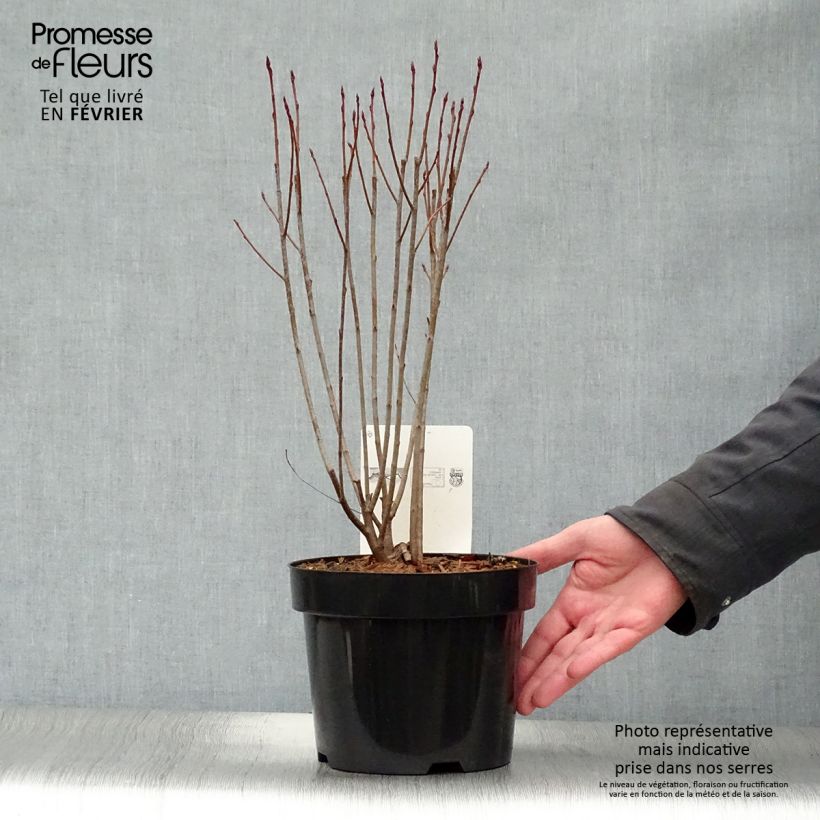 Example of Aronia melanocarpa Professor Ed - Aronie à fruits noirs Pot van 2 l/3 l as you get in hiver