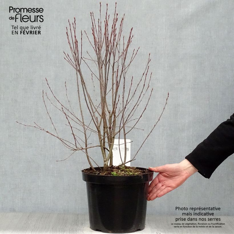 Example of Aronia melanocarpa Professor Ed - Aronie à fruits noirs Pot van 7,5 l/10 l as you get in hiver