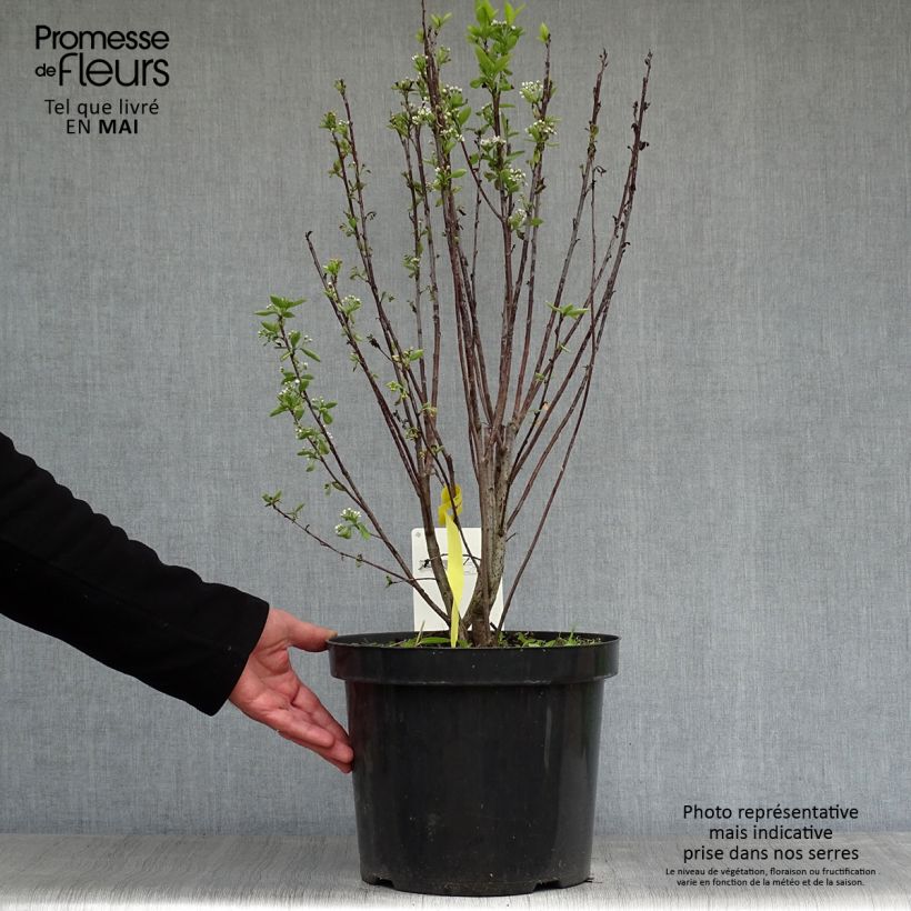 Exemplaar van Aronia melanocarpa Professor Ed - Zwarte appelbes Pot van 7,5 l/10 l zoals geleverd in de lente