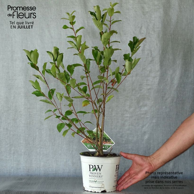 Exemplaar van Aronia melanocarpa Revontuli Hedger - Zwarte appelbes Pot van 3 l/4 l zoals geleverd in de zomer