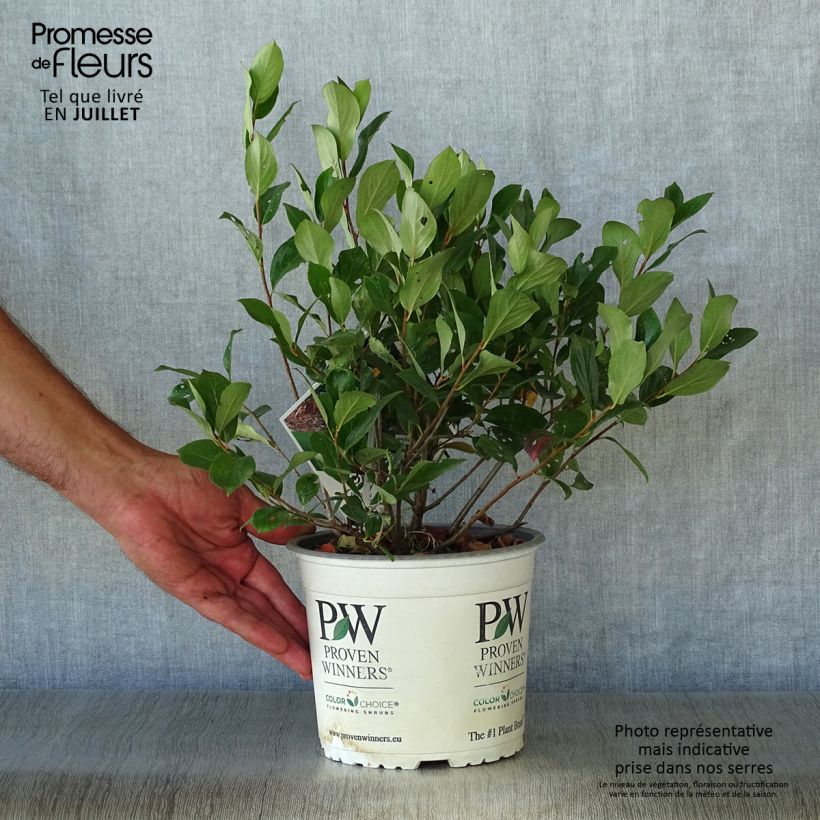 Exemplaar van Aronia melanocarpa Revontuli Mound - Zwarte appelbes Pot van 3 l/4 l zoals geleverd in de zomer