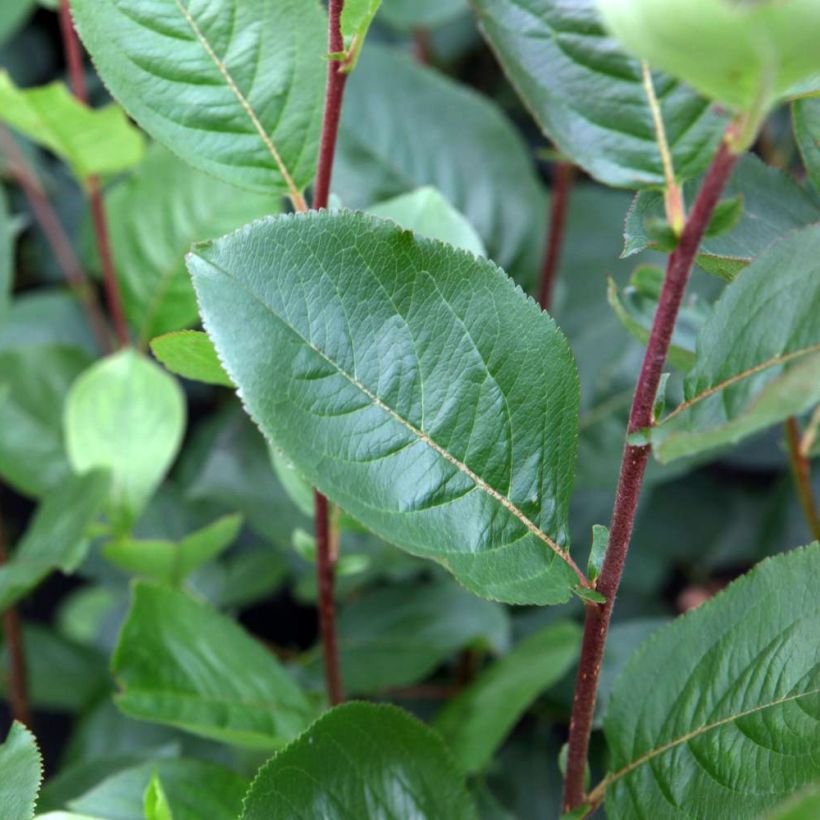 Aronia prunifolia Aron - Appelbes (Foliage)