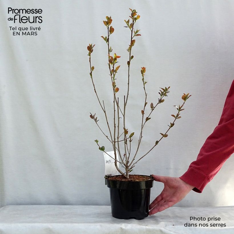 Exemplaar van Aronia prunifolia Aron - Appelbes Pot van 2 l/3 l zoals geleverd in de lente