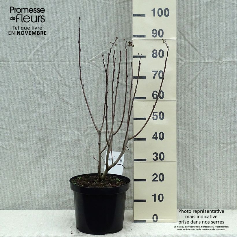 Exemplaar van Aronia prunifolia Aron - Appelbes Pot van 7,5 l/10 l zoals geleverd in de herfst