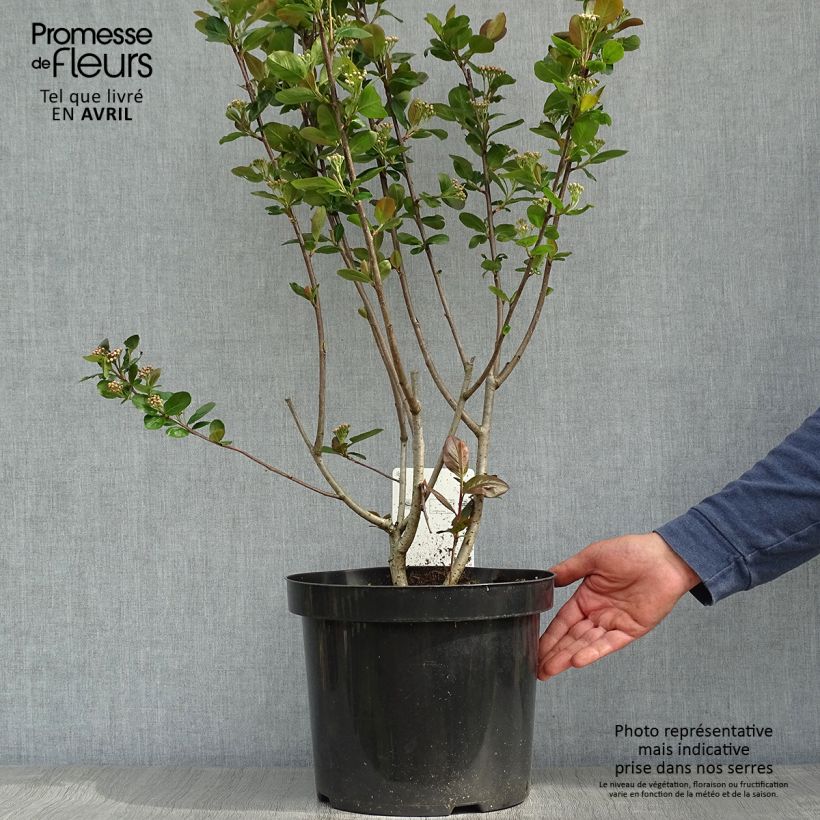 Exemplaar van Aronia prunifolia Aron - Appelbes Pot van 7,5 l/10 l zoals geleverd in de lente