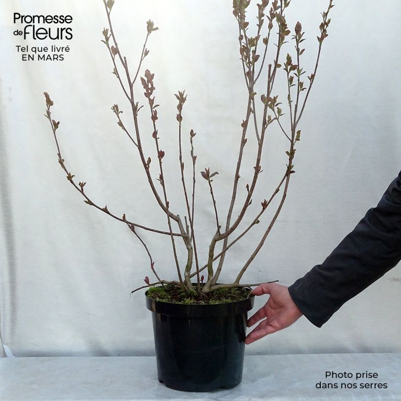 Example of Aronia prunifolia Aron Pot van 7,5 l/10 l as you get in hiver