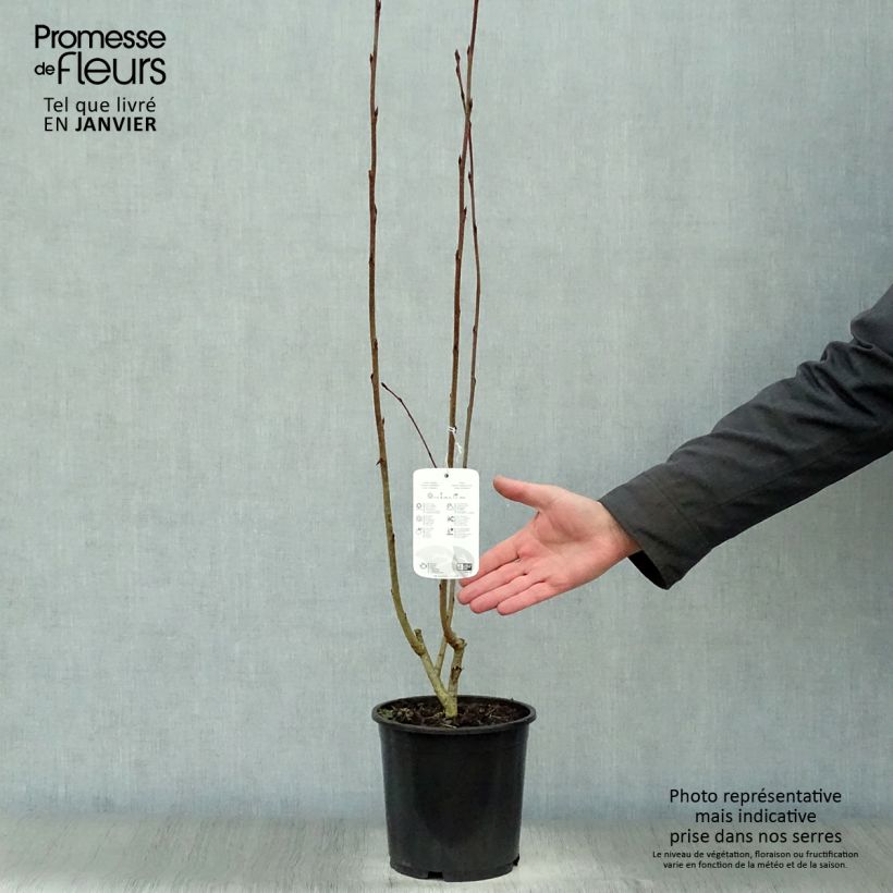 Exemplaar van Appelbes Nero - Aronia Pot van 1,5 l/2 l zoals geleverd in de winter