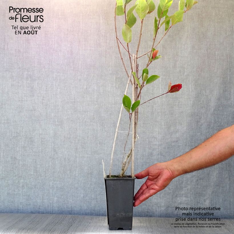 Exemplaar van Aronia prunifolia Viking - Appelbes Pot van 1,5 l/2 l zoals geleverd in de zomer