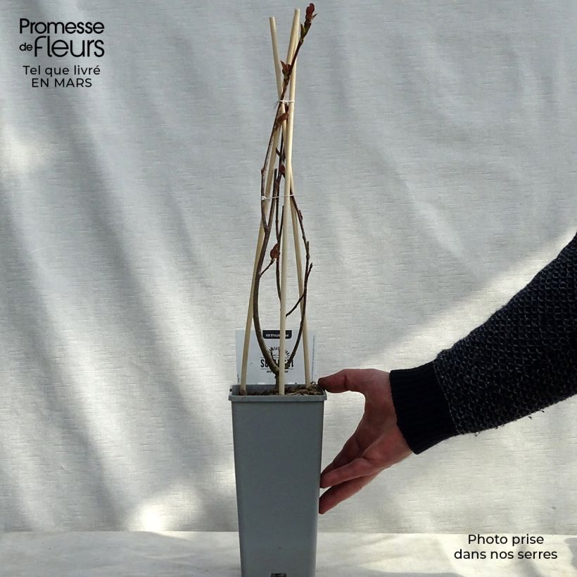 Exemplaar van Aronia prunifolia Viking - Appelbes Pot van 1,5 l/2 l zoals geleverd in de lente