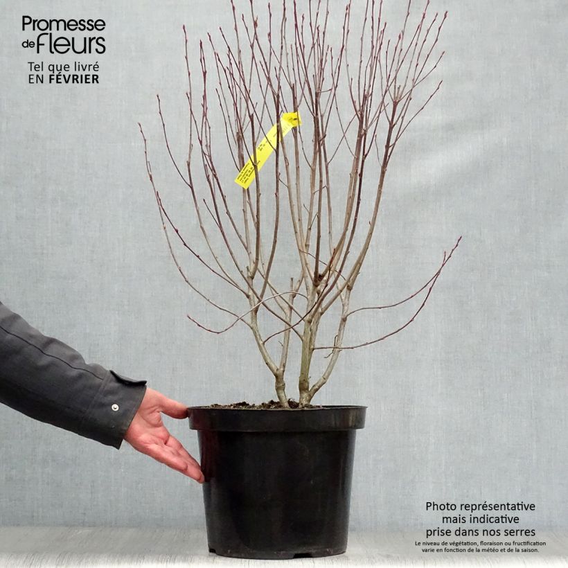 Example of Aronia melanocarpa Hugin - Aronie à fruits noirs Pot van 7,5 l/10 l as you get in hiver