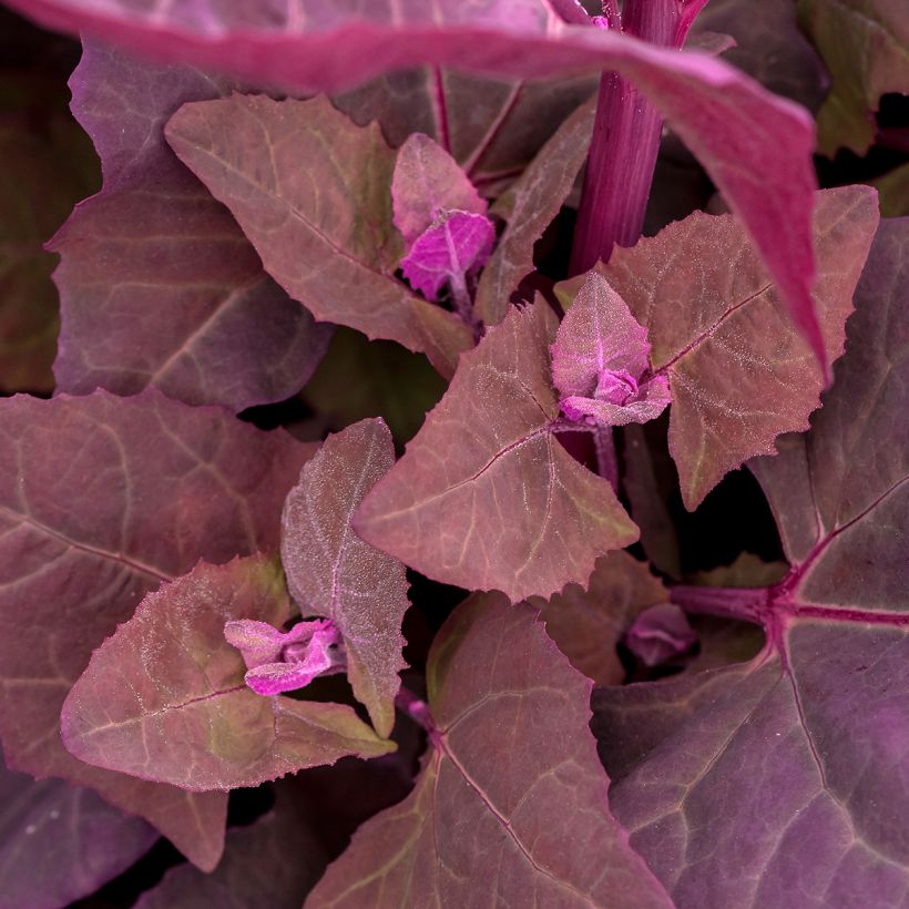 Tuinmelde - Atriplex hortensis (Blad)